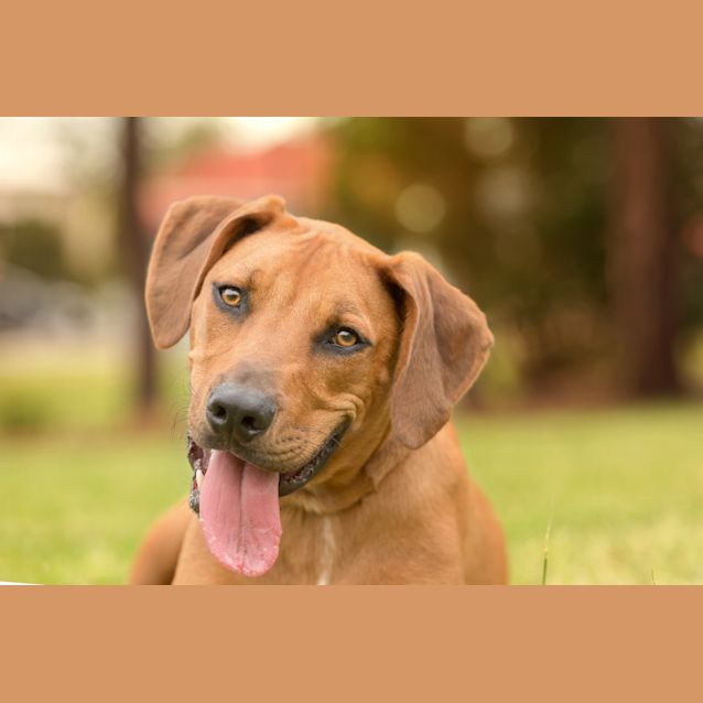 Photo of Duke