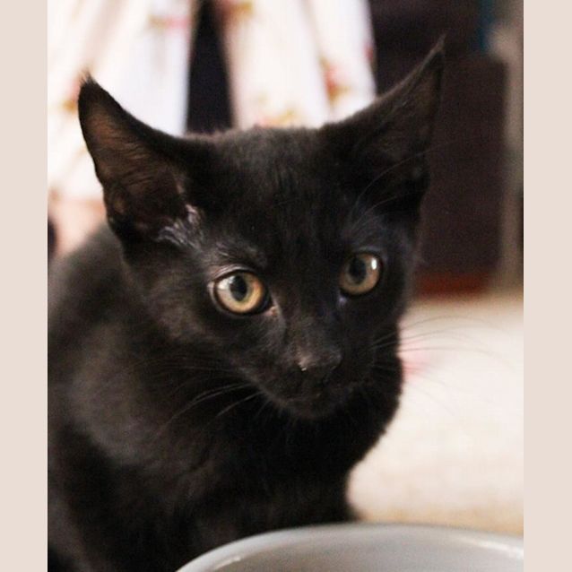 Photo of Stilton