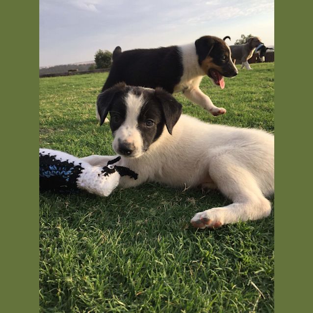 Photo of Lassie