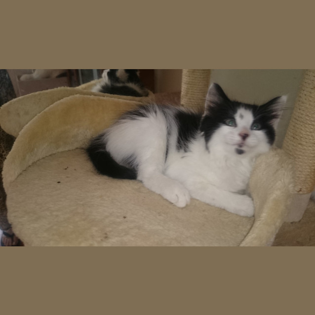 Photo of Smudge