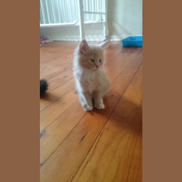 Photo of Puff