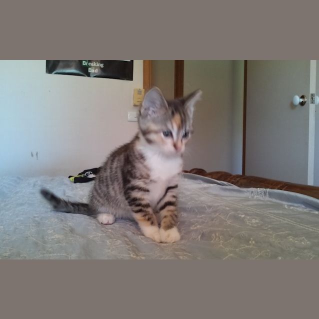 Photo of Miss Mischief