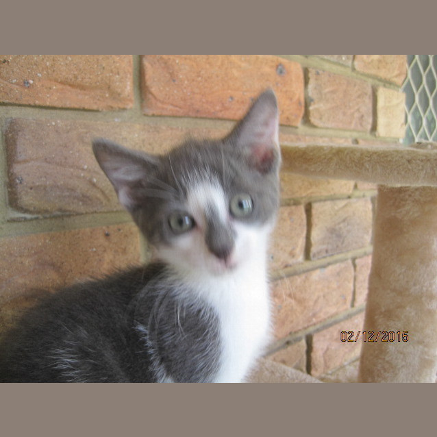 Photo of Blaze
