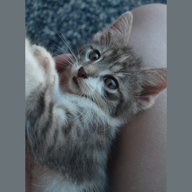 Photo of Xavier And Mr Stark (2 For 1)