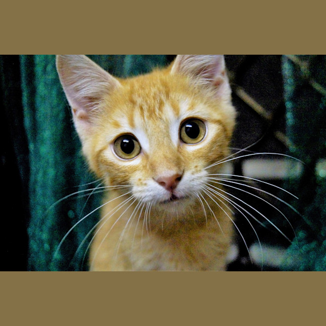 Photo of Sebastian