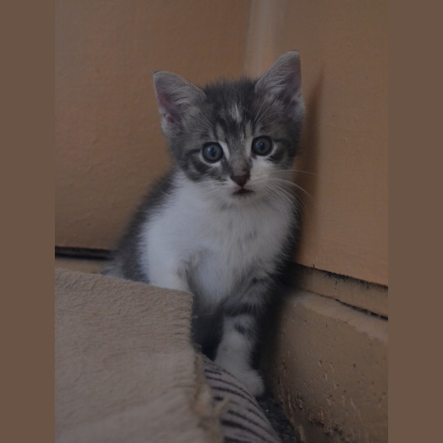 Photo of Xavier And Mr Stark (2 For 1)