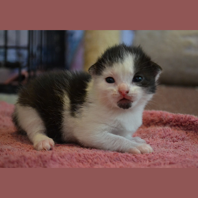 Photo of Xavier And Mr Stark (2 For 1)