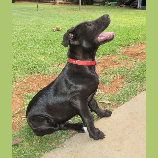 Photo of Bentley *On Trial In His New Home*