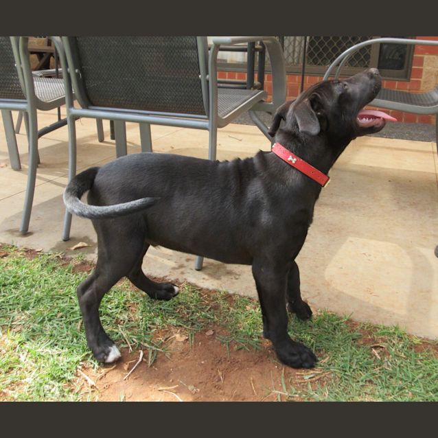 Photo of Bentley *On Trial In His New Home*