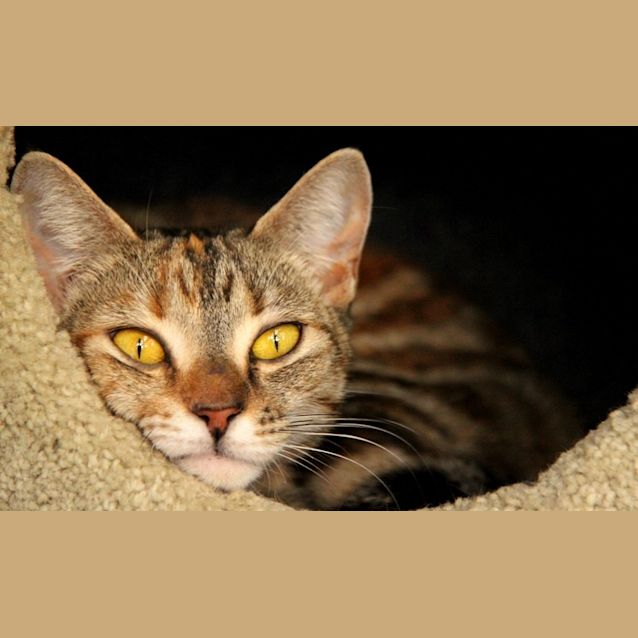 Photo of Blossom