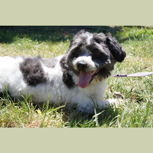 Photo of Cookie