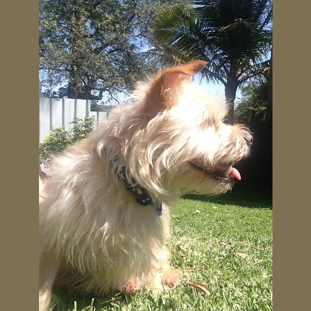 Photo of Casper ~ Mixed Terrier X (On Trial 24/1/16)