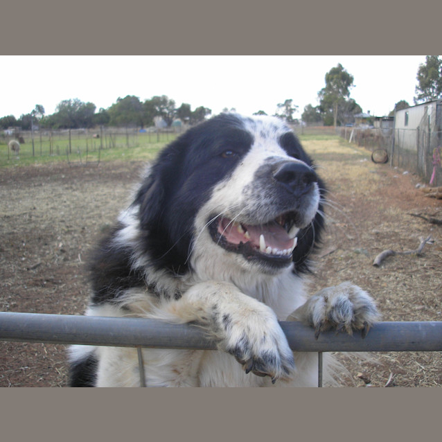 Photo of Aussie