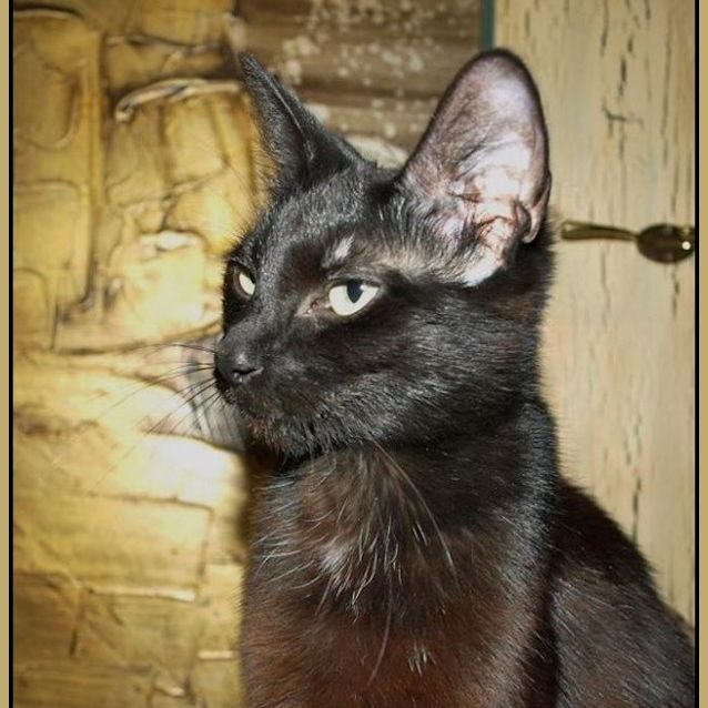 Photo of Midnight Adoption Fee $120