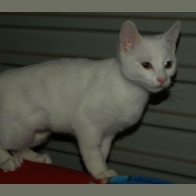 Photo of Curlea Kitten