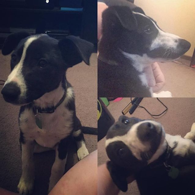 Photo of Kooper
