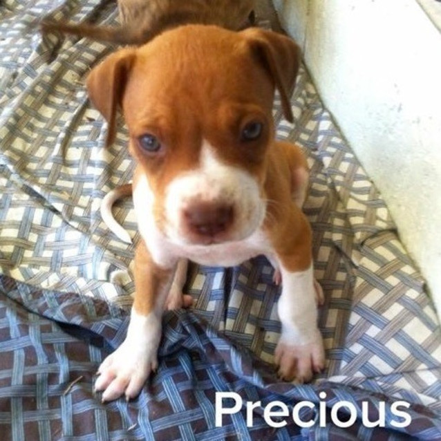 Photo of Precious