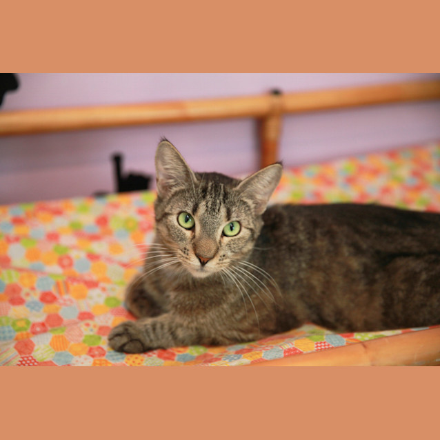 Photo of Buffy ($25 Adoption Fee)