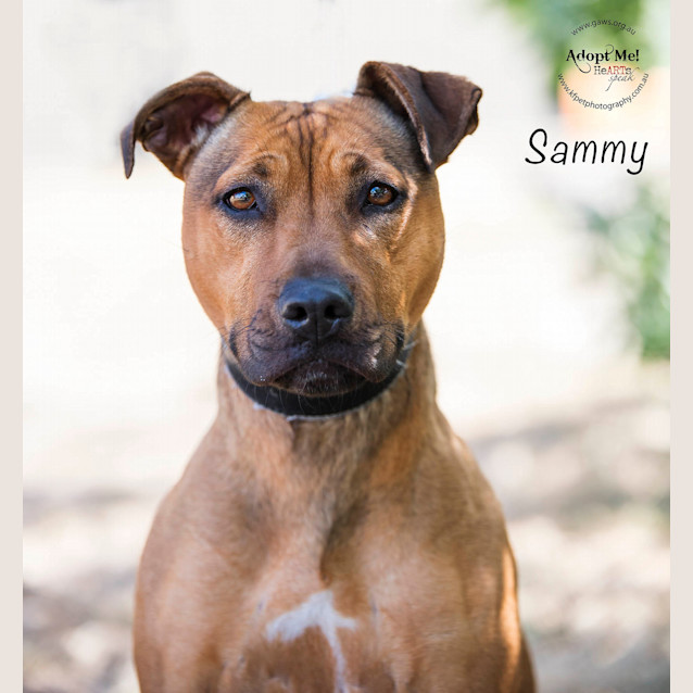 Photo of Sammy Id19338