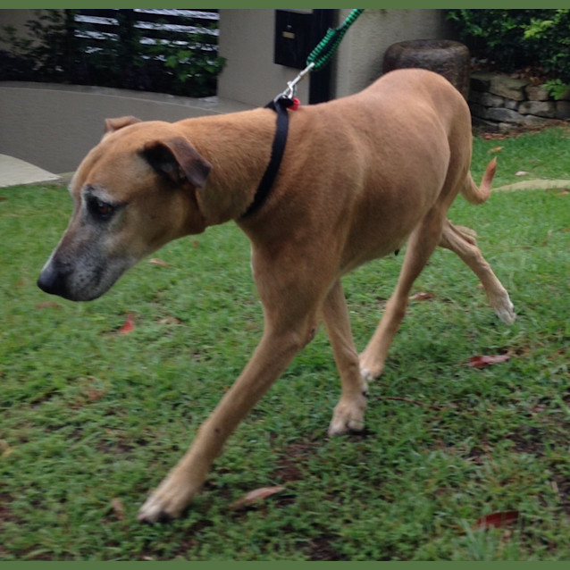 Photo of Cassie (Dog/Cat/Child Friendly)