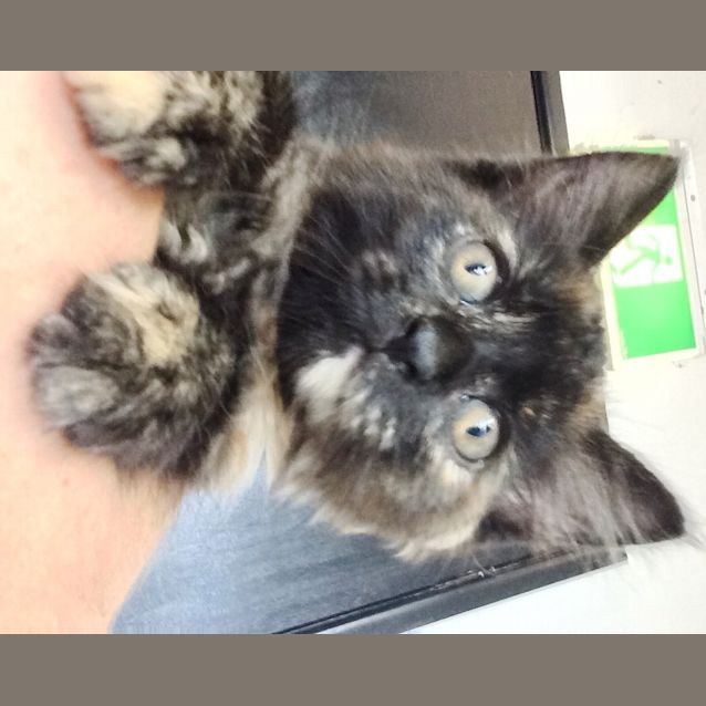 Photo of Arya