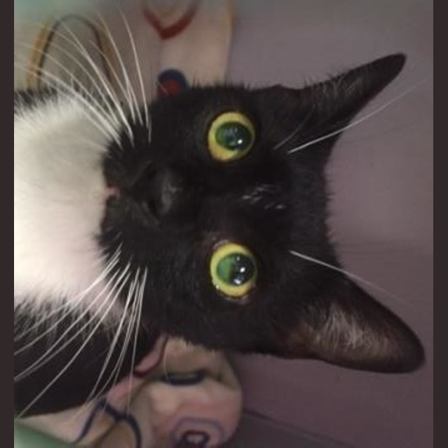 Photo of Sparkle