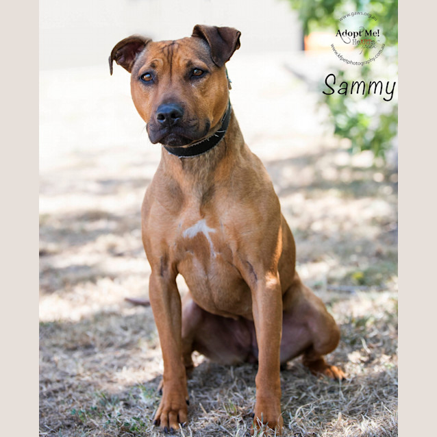 Photo of Sammy Id19338
