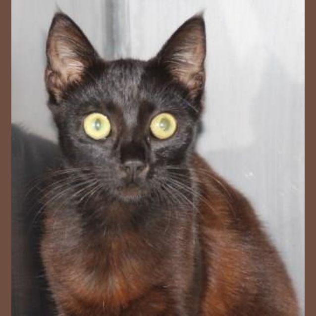 Photo of Diamond