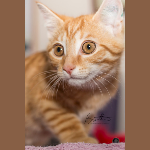 Photo of Bandit