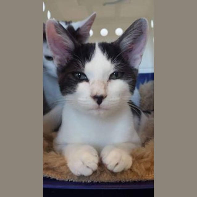 Photo of Nack (On Display At Vets On Parker)