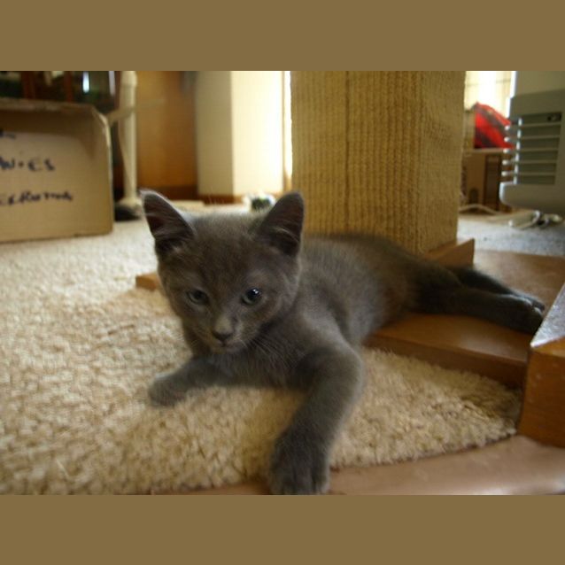 Photo of Gucci Kitten