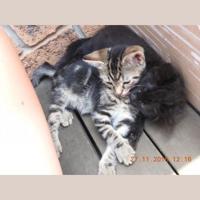 Photo of Tazz
