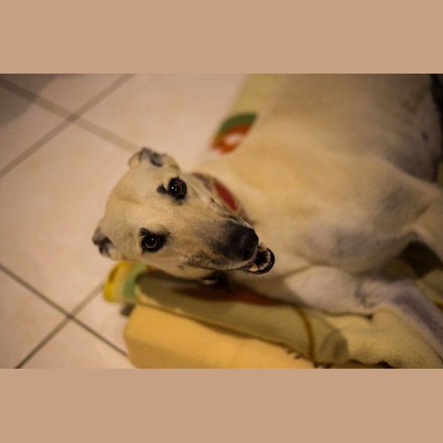 Photo of “Daisy”, Ready To Blossom. Cat Tolerant. Bris/Gc