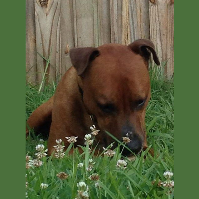 Photo of Jackson *Adoption Pending*