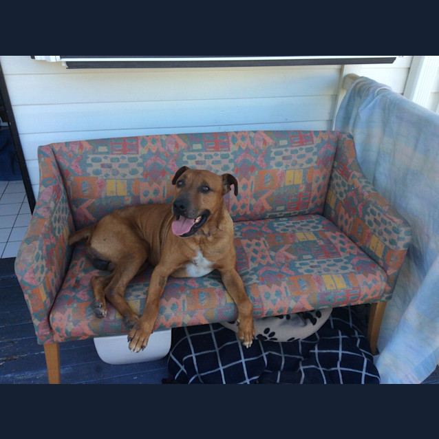 Photo of Jackson *Adoption Pending*