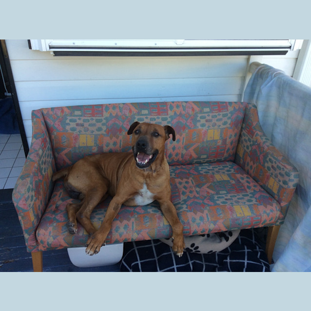 Photo of Jackson *Adoption Pending*