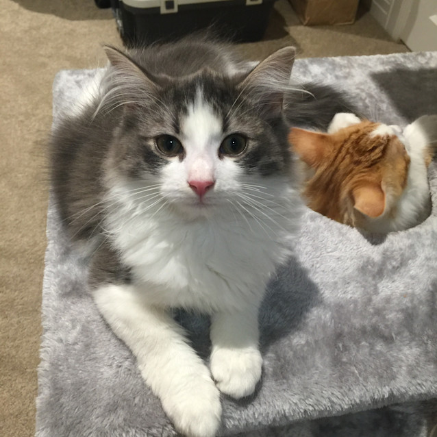 Photo of Kit