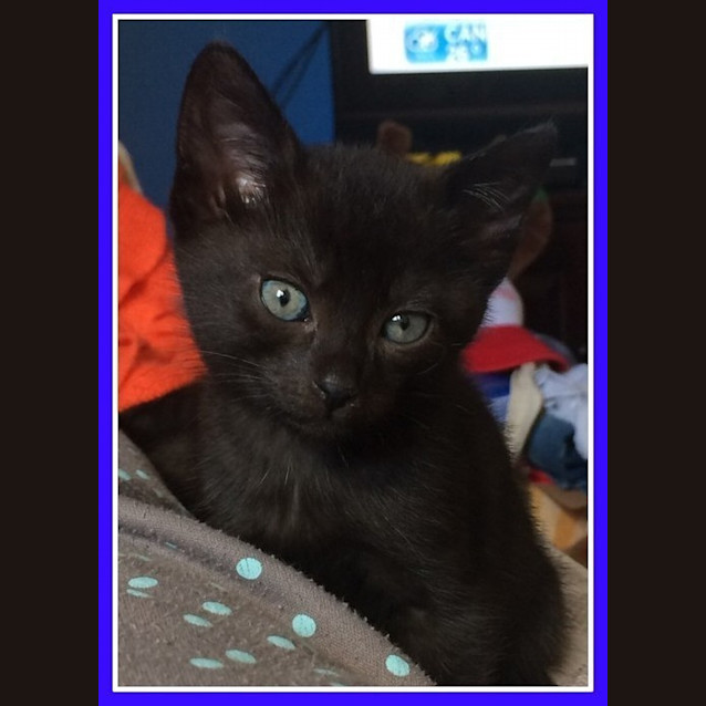 Photo of Sambucca (Sammy)