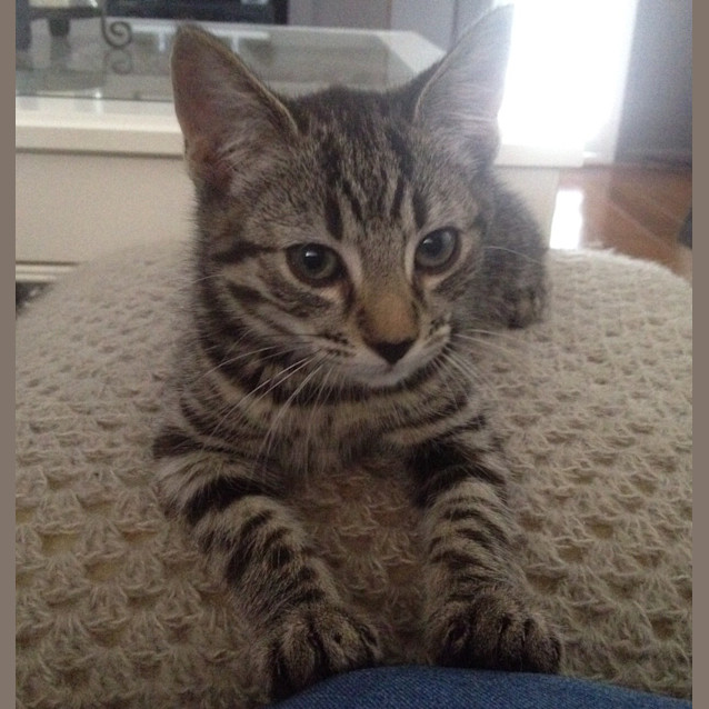 Photo of Remy