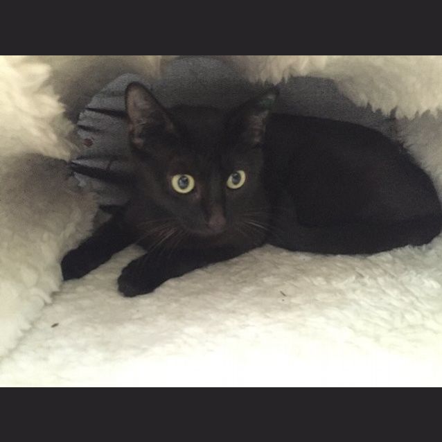 Photo of Ebony
