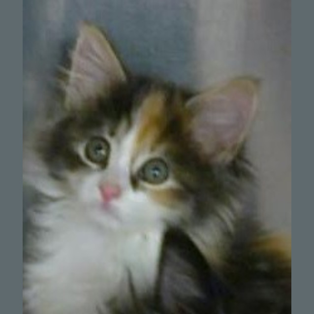 Photo of Ducky