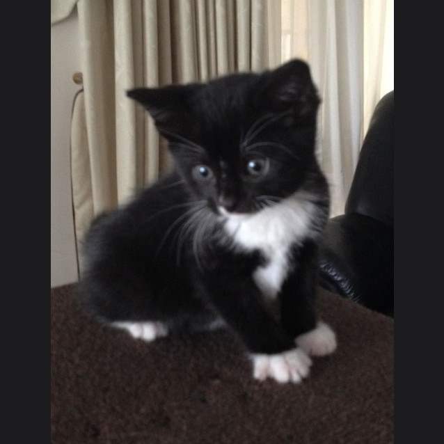 Photo of Blaze