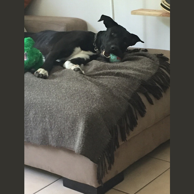 Photo of Pirate *Adoption Pending*