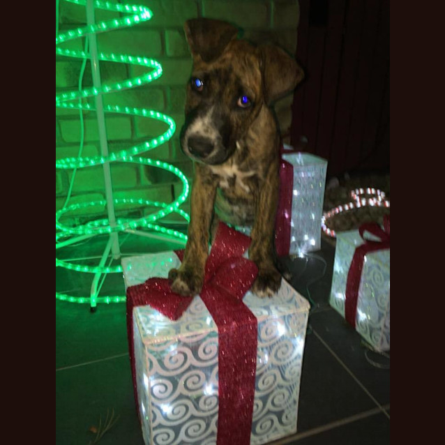 Photo of Nalah *Adoption Pending*