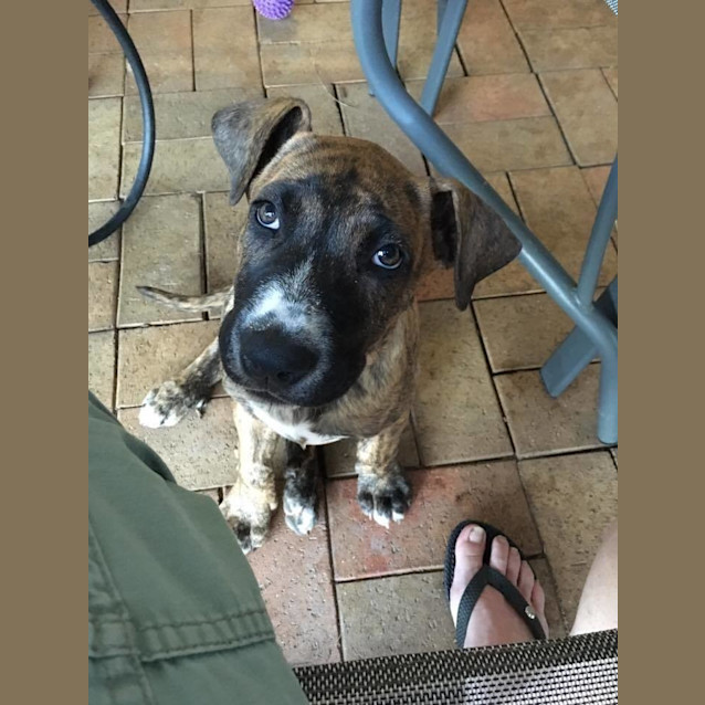 Photo of Nalah *Adoption Pending*