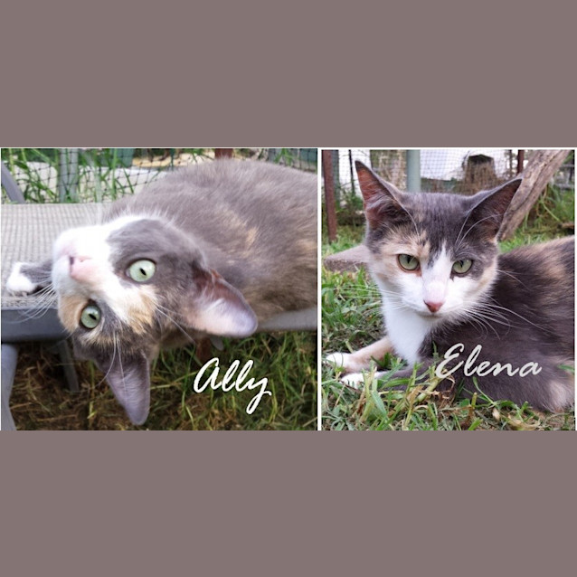 Photo of Ally & Elena (Calico Sisters)