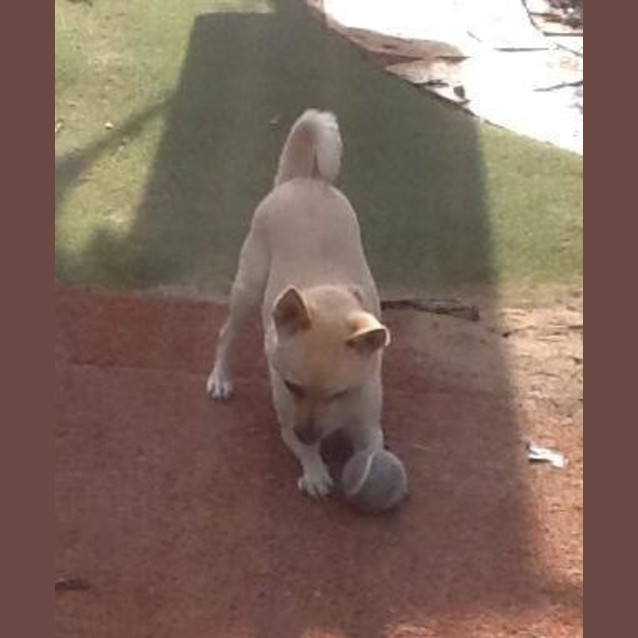 Photo of Missy   Adoption Pending