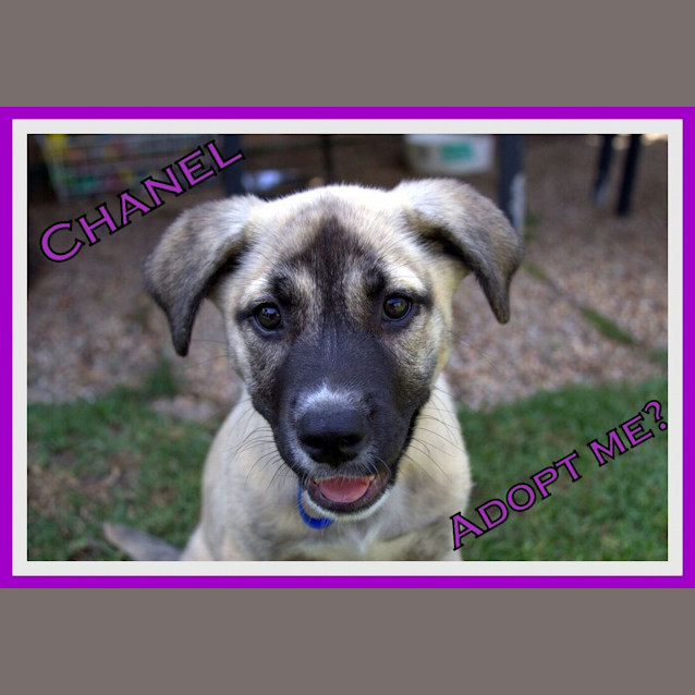 Photo of Chanel ~ Mastiff X ~ Puppy (Trial 13/12/15)