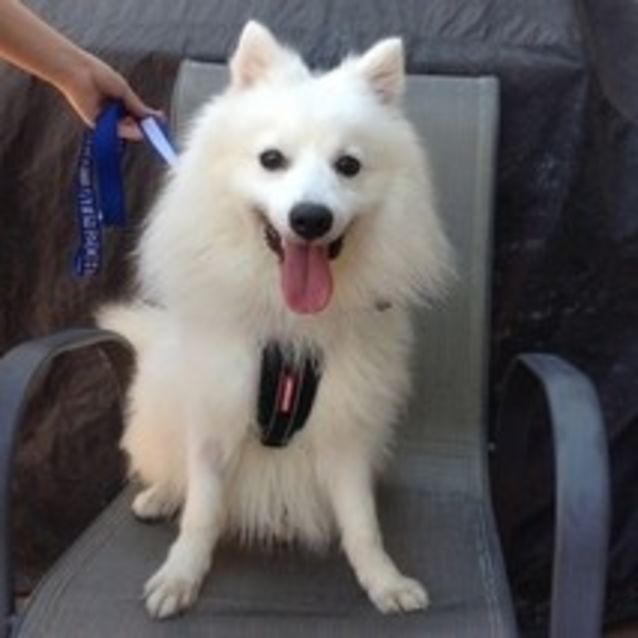 Photo of Pebbles