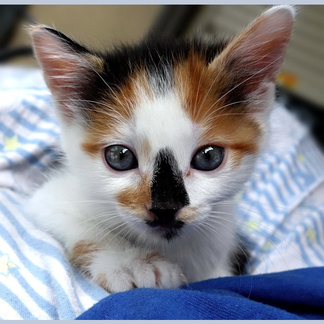Photo of Judy ** Adoption Pending**